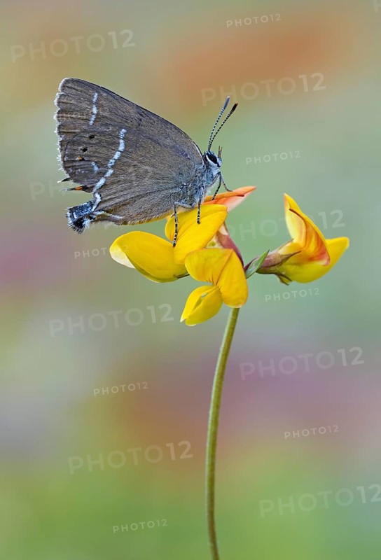 Sloe hairstreak
