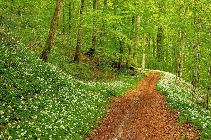 Hiking trail through Common beeches forest