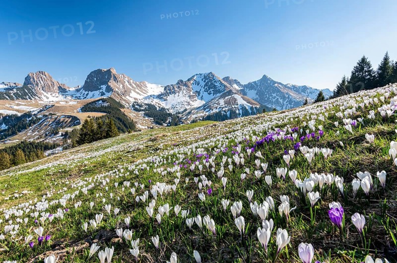 Blossoming crocus meadow near Gurnigelpass