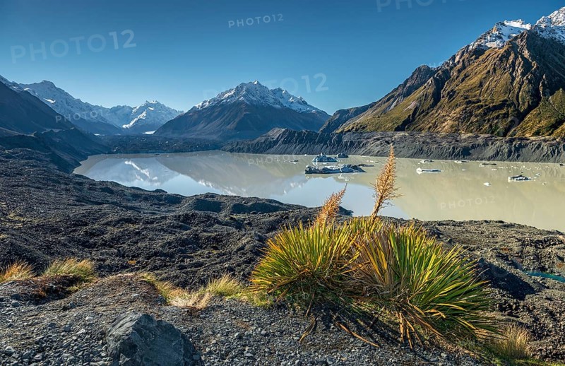 New Zealand flax New Zealand flax
