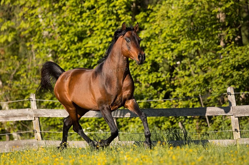 Brown thoroughbred Arabian stallion on the pasture in spring