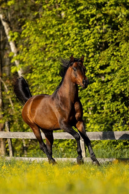 Brown thoroughbred Arabian stallion on the pasture in spring