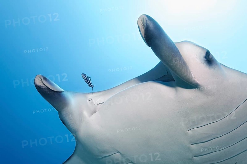 Pilot Fish