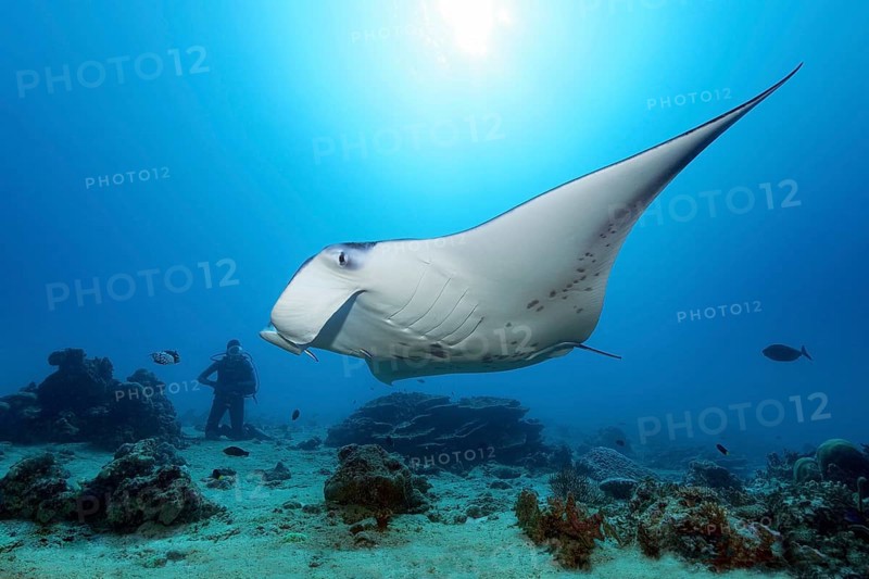 Diver observes reef manta ray