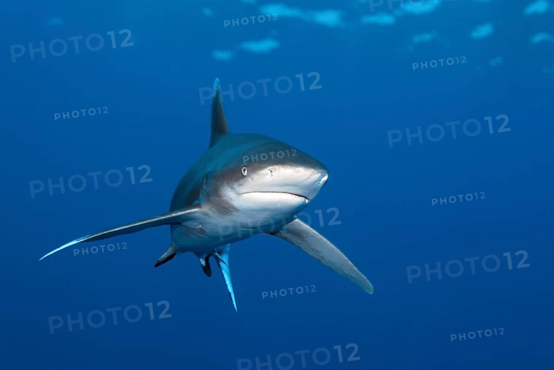 Oceanic whitetip shark