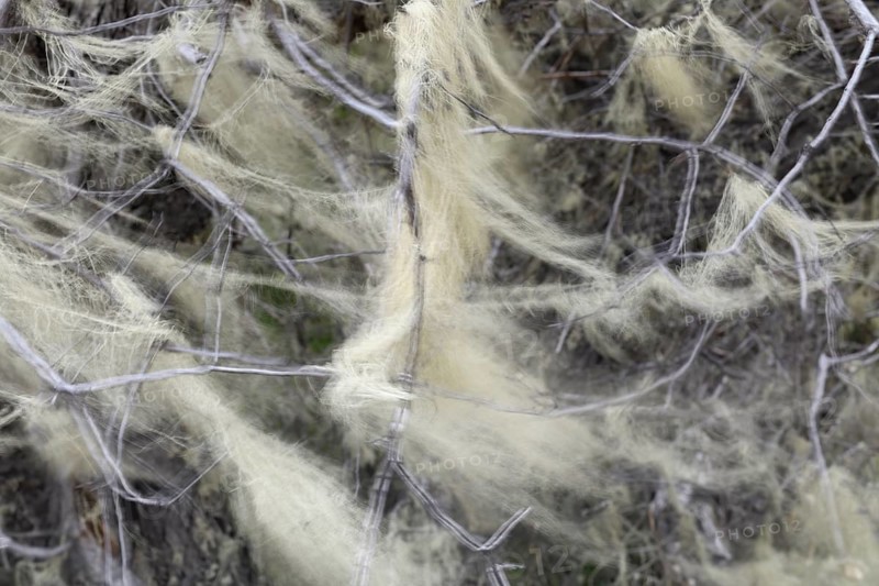 Old Men's Beard lichen