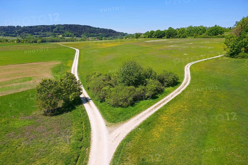 Fork in meadow with bushes