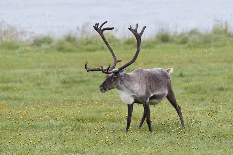 Reindeer