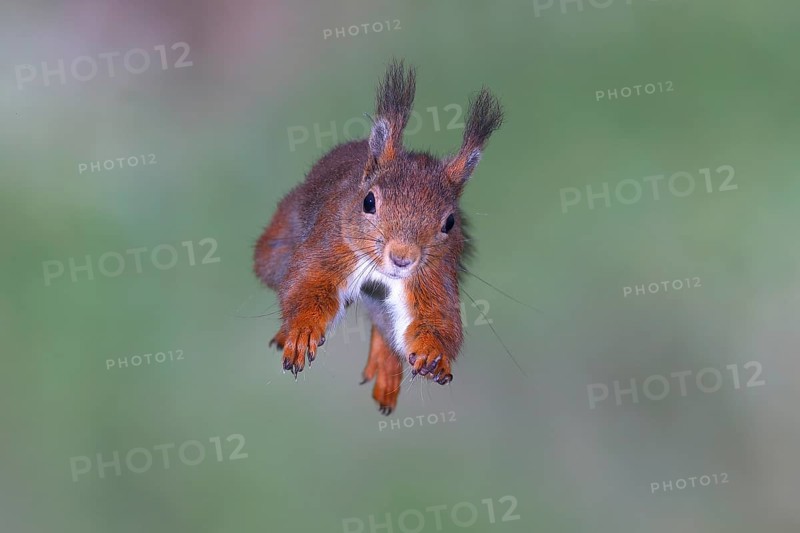 Eurasian red squirrel