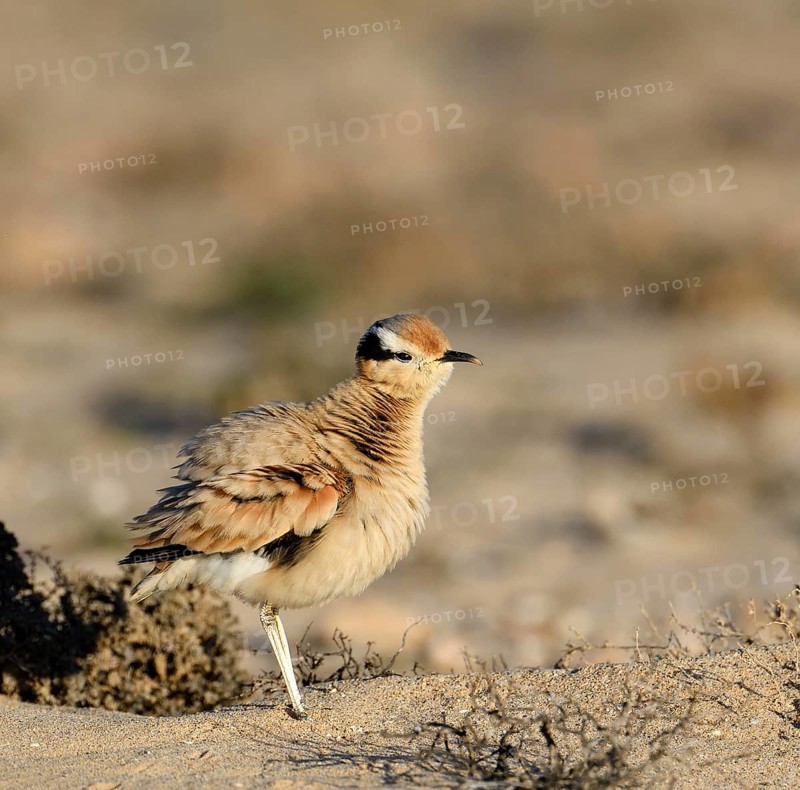 Puffed up racing bird