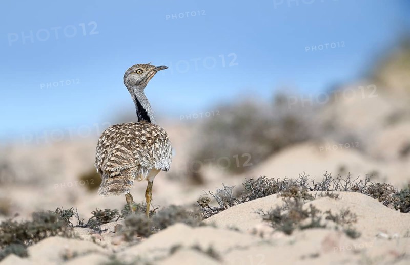 Houbara bustardmales
