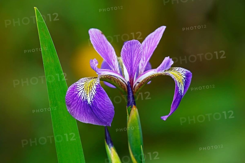 Iris versicolor