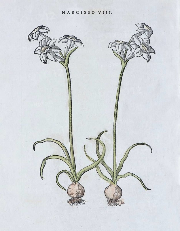 Poet's Daffodil