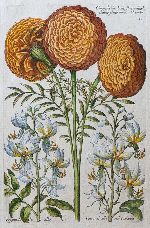 Marigold
