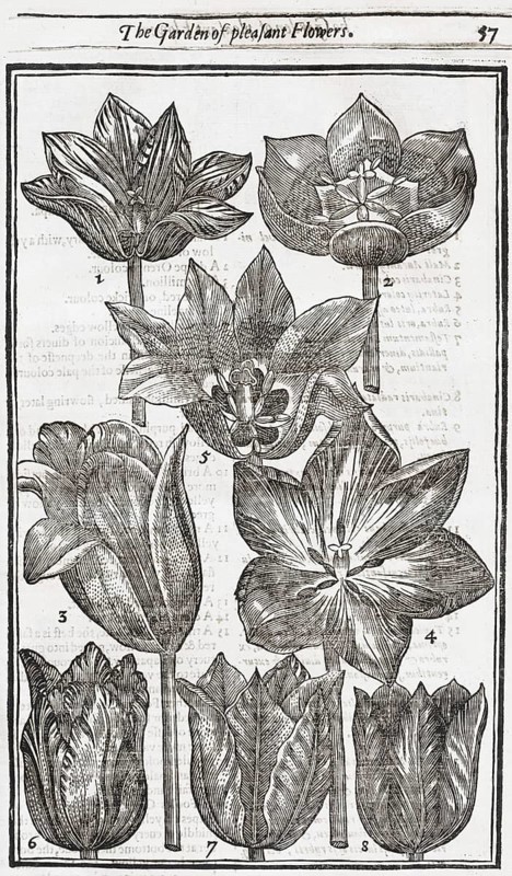 Tulips