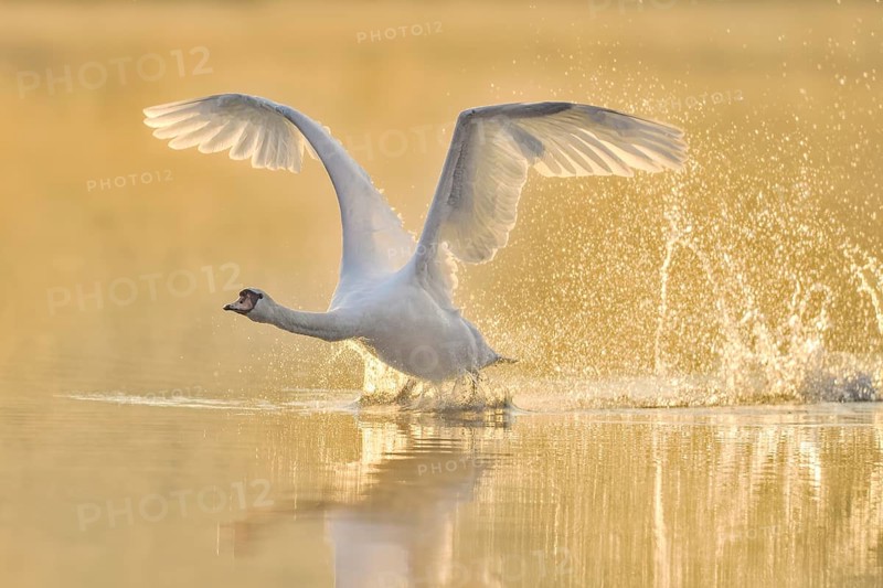 Mute swan