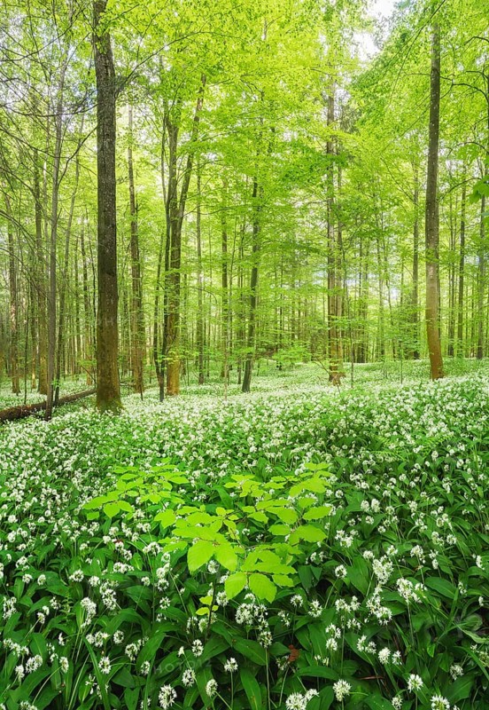 Flowering Ramsons