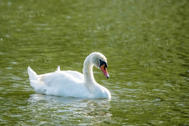 Mute swan