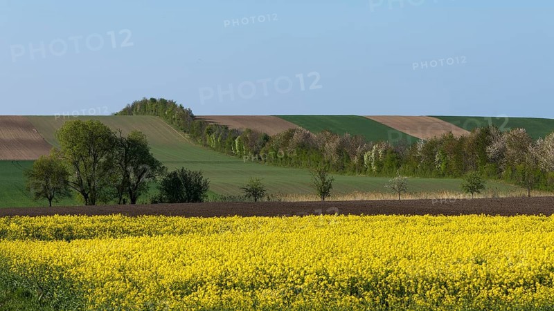 Cultural landscape with flowering Rapefield