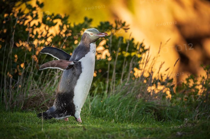 Yellow-eyed penguin