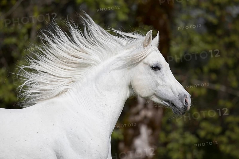 Thoroughbred Arabian grey stallion