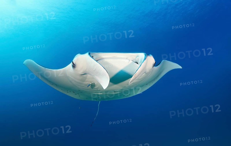 Reef manta ray