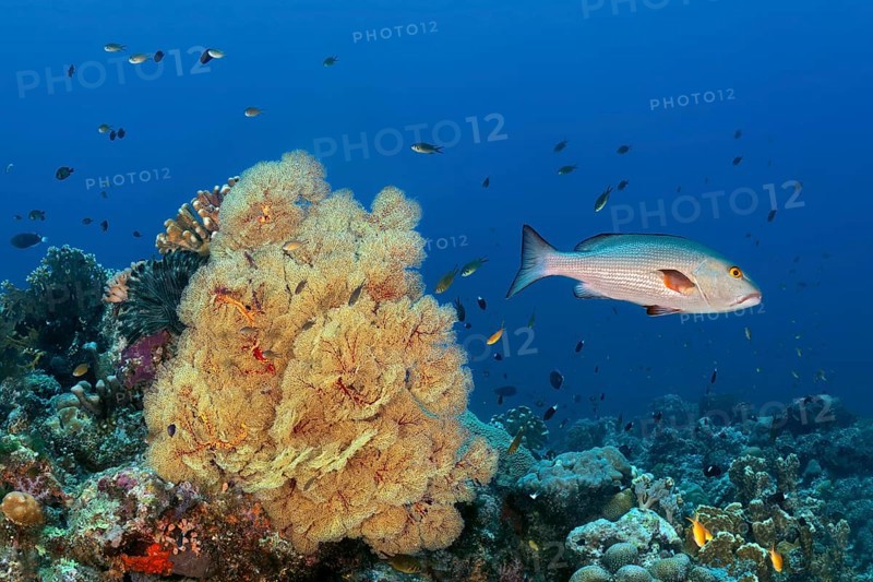 Double spotted snapper