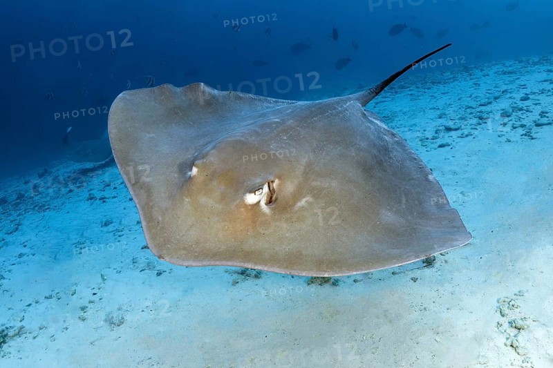 Pink whipray