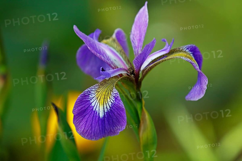 Iris versicolor
