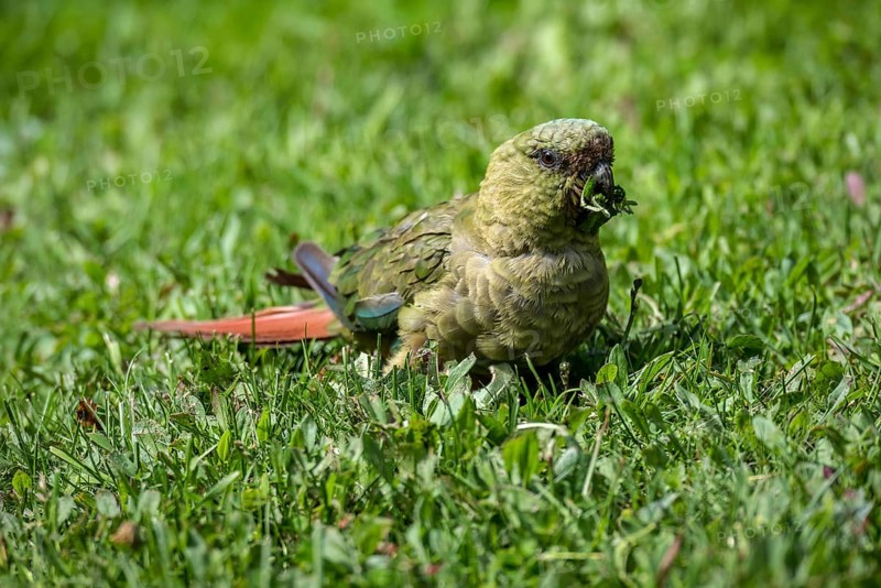 Austral parakeet