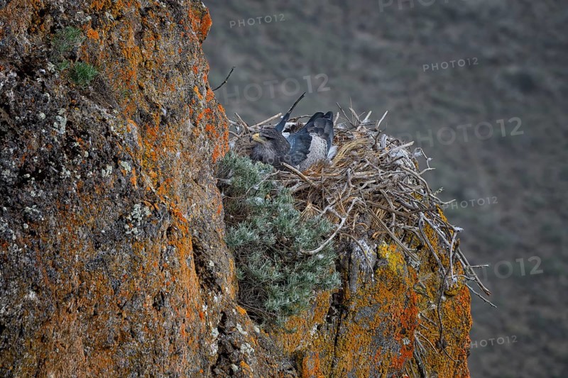Black-chested Buzzard-Eagle