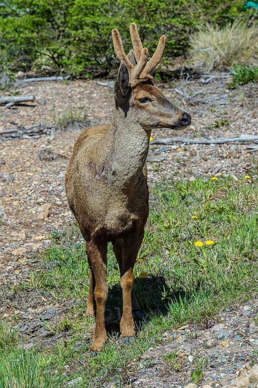 Male South Andean Deer