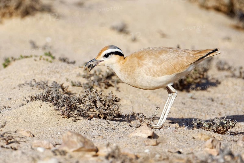 Racing bird
