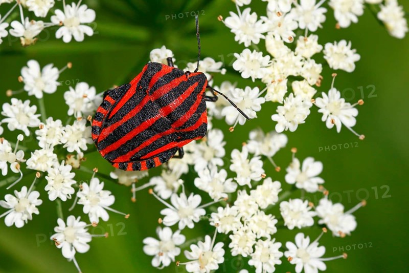 Italian striped-bug
