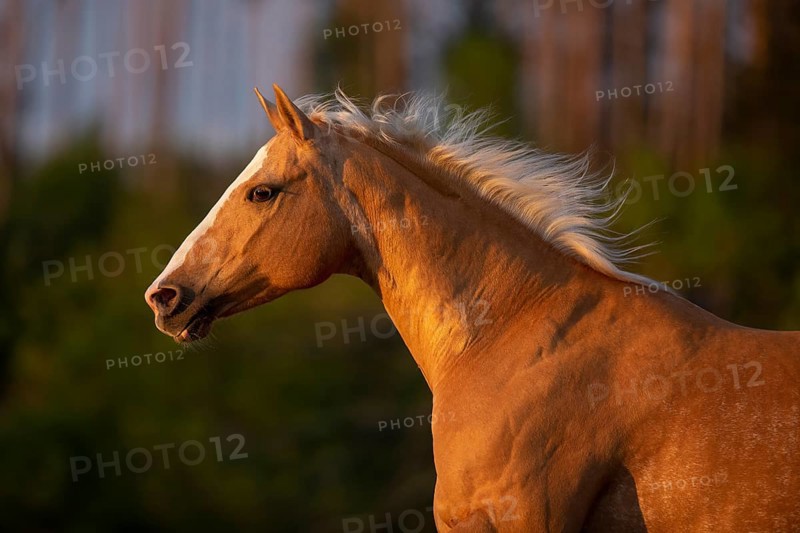 Quarter Horse mare Palomino in portrait on the pasture