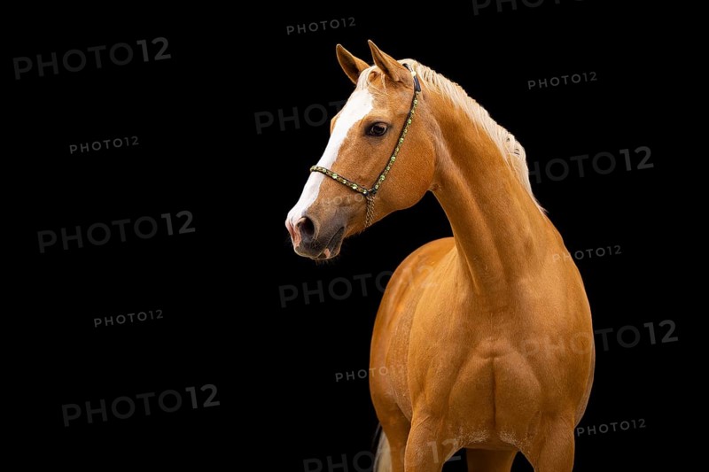 Quarter Horse mare Palomino in portrait with halter in front of black background