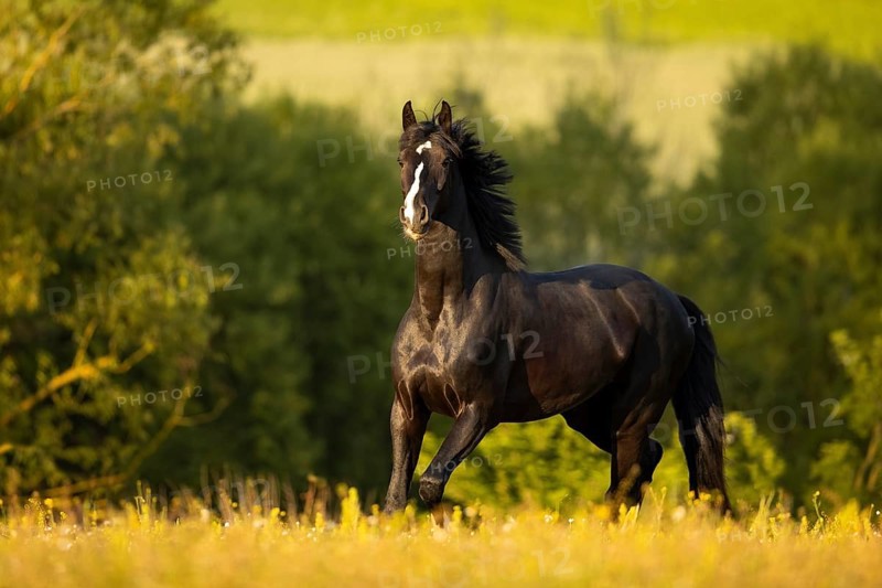 Warmblood black gelding at the trot on pasture
