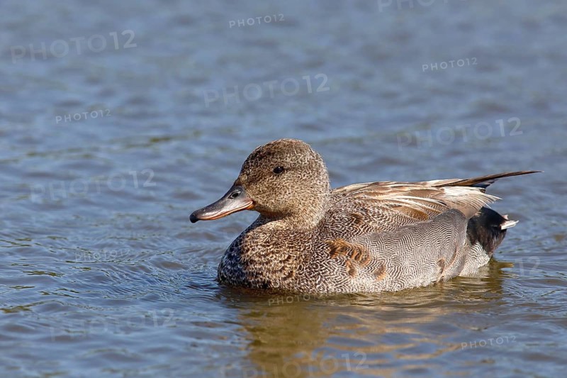 Gadwall