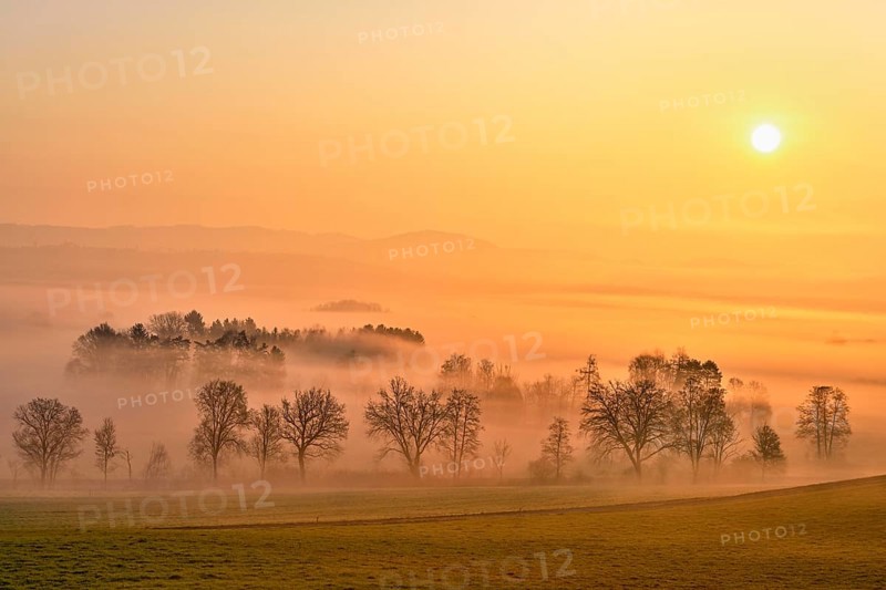 Meadows and trees in early fog