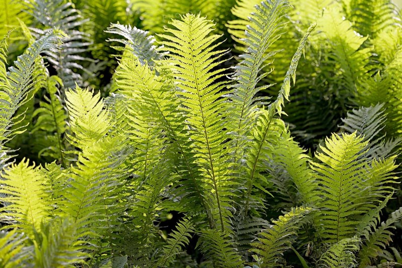 Ostrich Fern