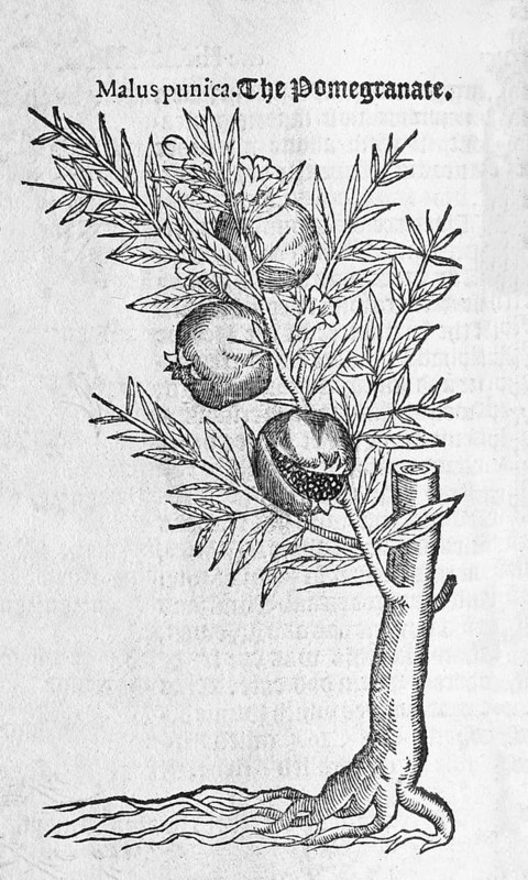 Pomegranate