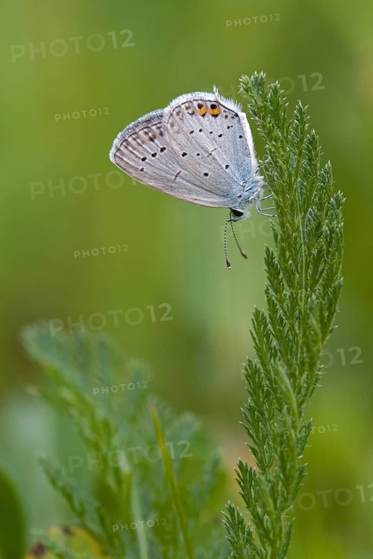 Short-tailed blue Cupid