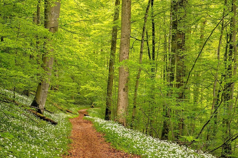 Hiking trail through Common beeches forest