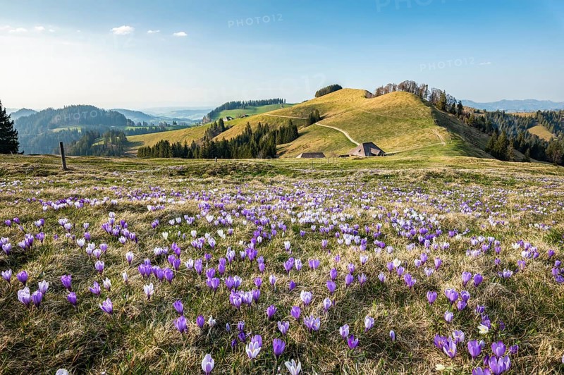 Meadow with flowering purple Crocus