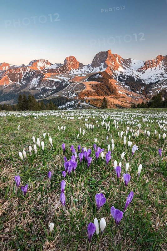 Blossoming crocus meadow near Gurnigelpass