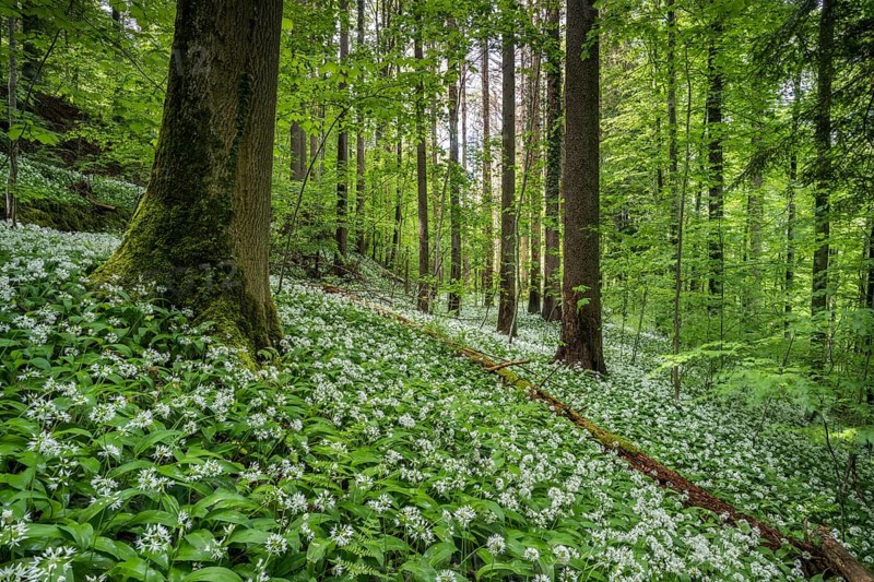 Flowering Ramsons