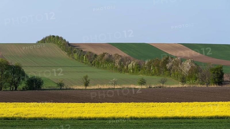 Cultural landscape with flowering Rapefield