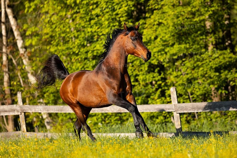 Brown thoroughbred Arabian stallion on the pasture in spring