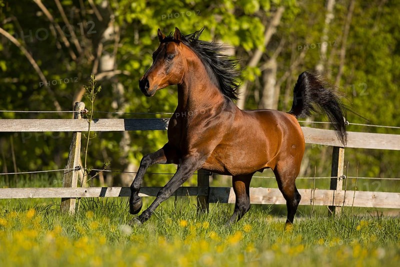 Brown thoroughbred Arabian stallion on the pasture in spring
