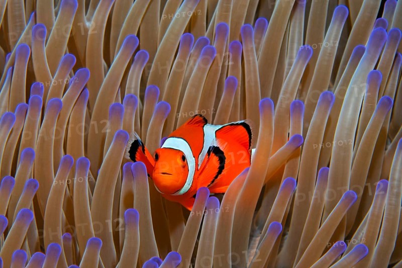 Ocellaris Clownfish